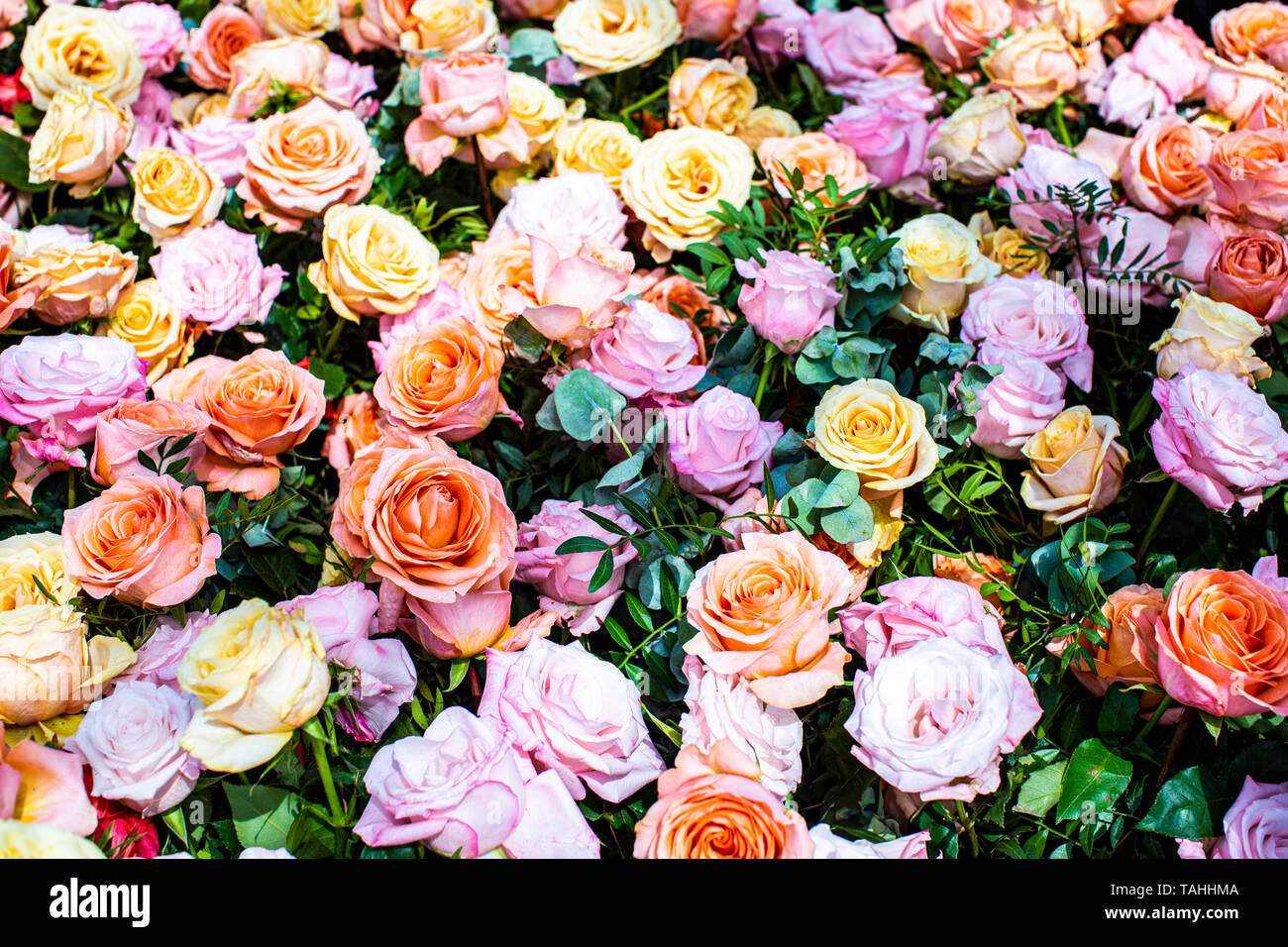 Roses au Chelsea Flower Show 2019 Banque D'Images
