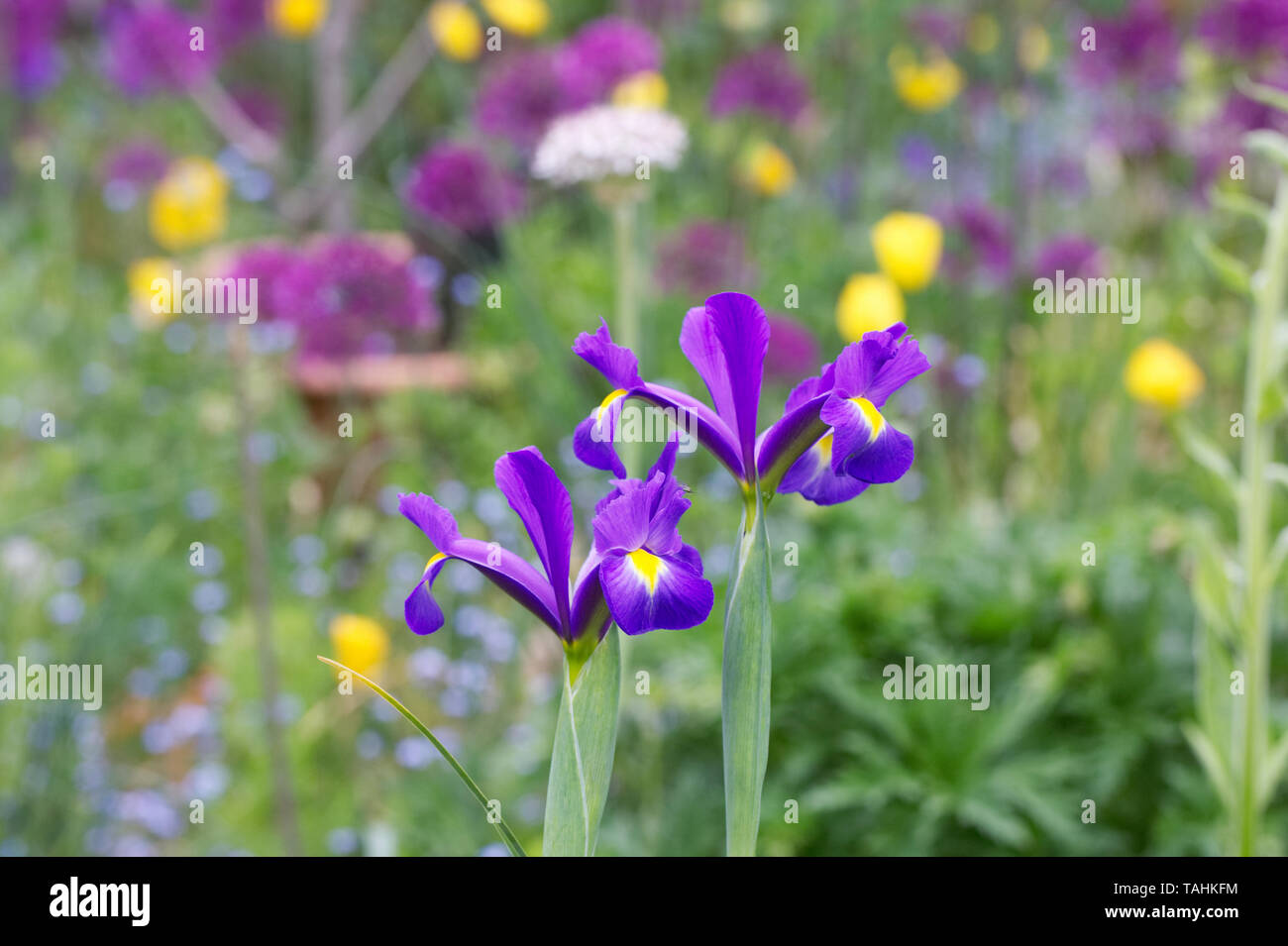 Iris hollandica fleurit dans un jardin de chalet. Banque D'Images