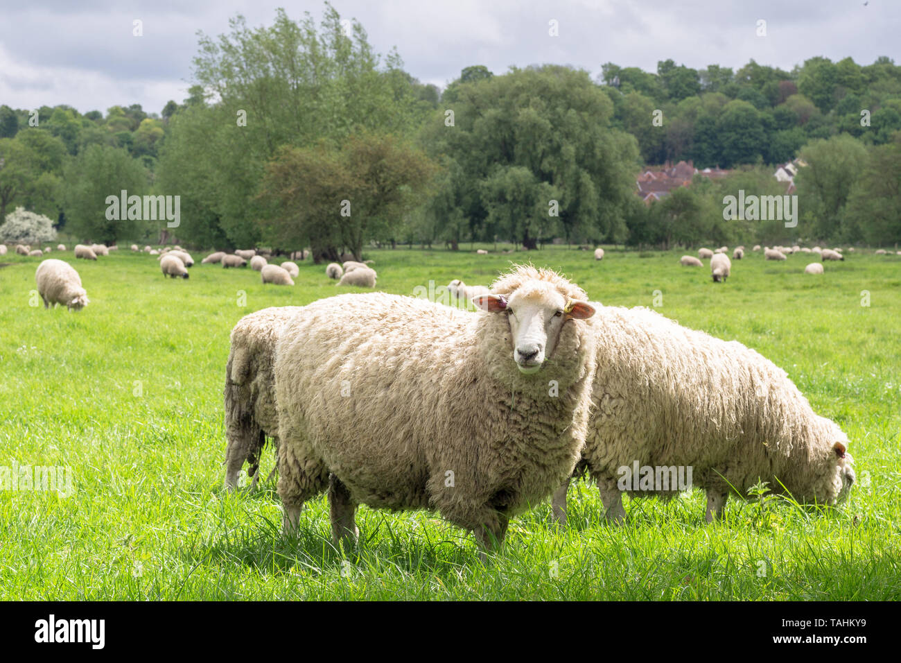 Moutons paissant dans les medow à côté de la cathédrale de Salisbury Banque D'Images