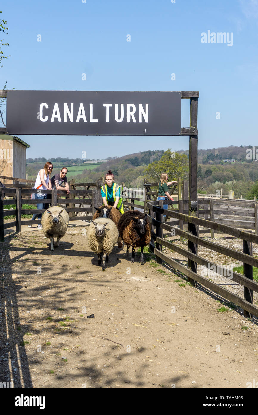 Course de moutons à Hall Farm, écorce House Lane, Cawthorne, Barnsley, South Yorkshire, Angleterre, Royaume-Uni Banque D'Images