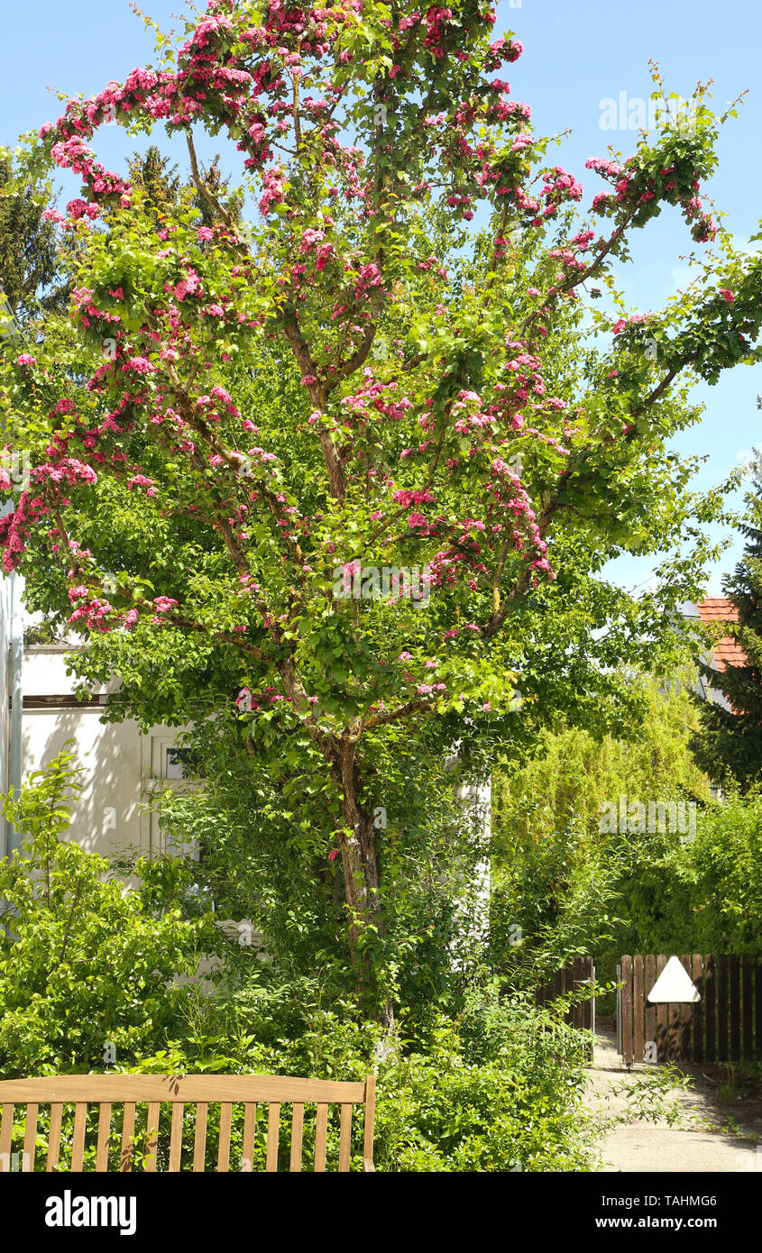 Belle Lagerstroemia ou crape myrtle tree en pleine fleur avec fleurs violettes au printemps Banque D'Images