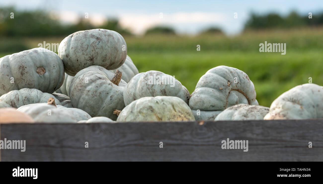 Beaucoup de prince citrouille dans la nature pour la vente Banque D'Images