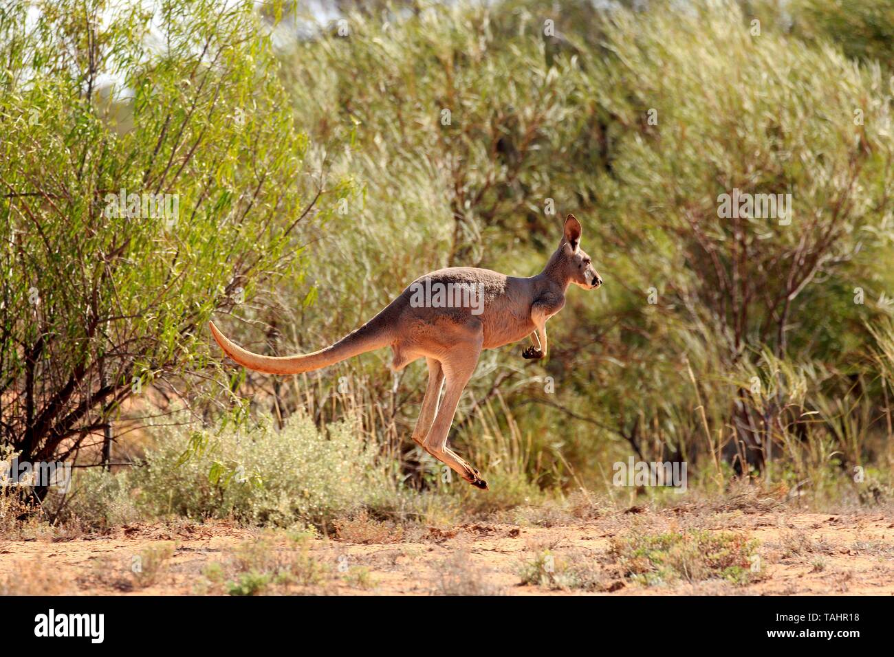 Kangourou rouge (Macropus rufus), adulte, le saut, le bush, Sturt National Park, New South Wales, Australie Banque D'Images