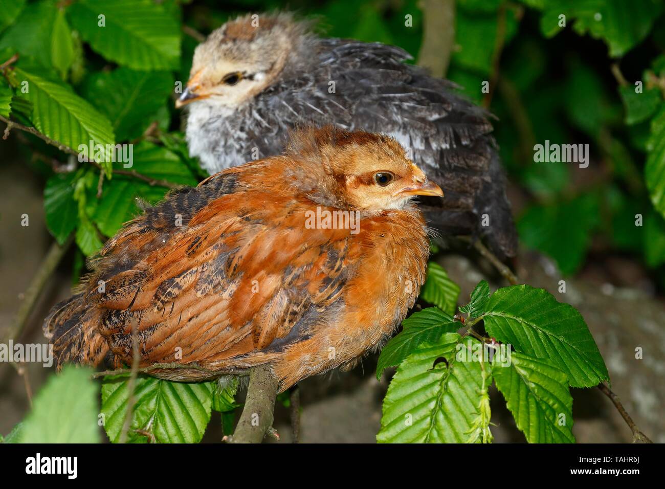 Les poules domestiques (Gallus gallus domesticus), des poussins assis sur une branche, Allemagne Banque D'Images