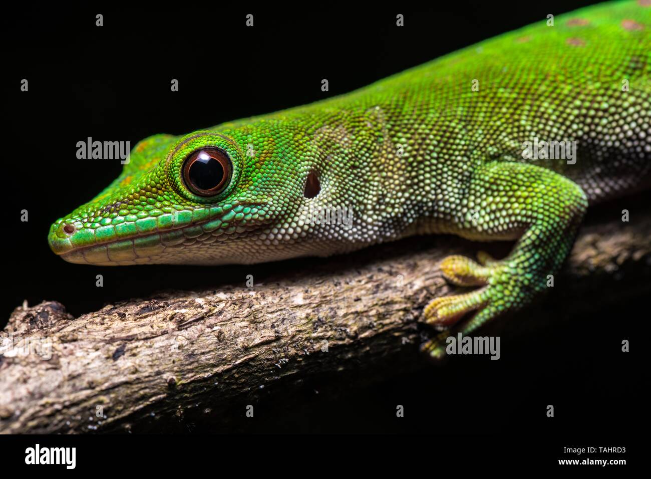 Koch's giant day gecko Phelsuma (kochi), Direction générale de l'homme sur l'animal, portrait, Parc National Ankarafantsika, région Boeny, Madagascar Banque D'Images