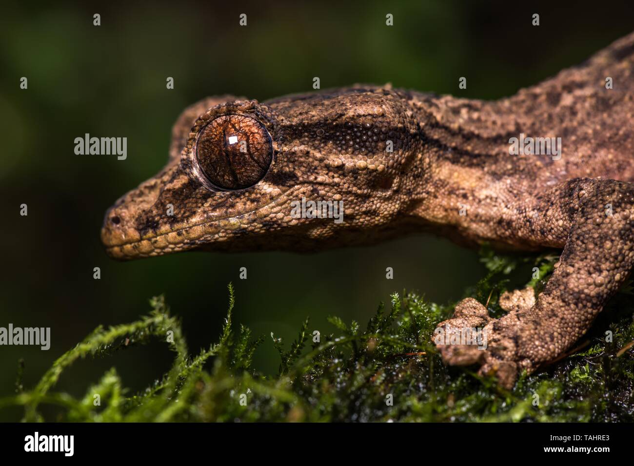 Nuit gecko à queue de feuille active (Uroplatus alluaudi), homme, sur la branche moussue, portrait des animaux, du Jardin Botanique Montagne d' Ambre, au nord Madagascar Banque D'Images