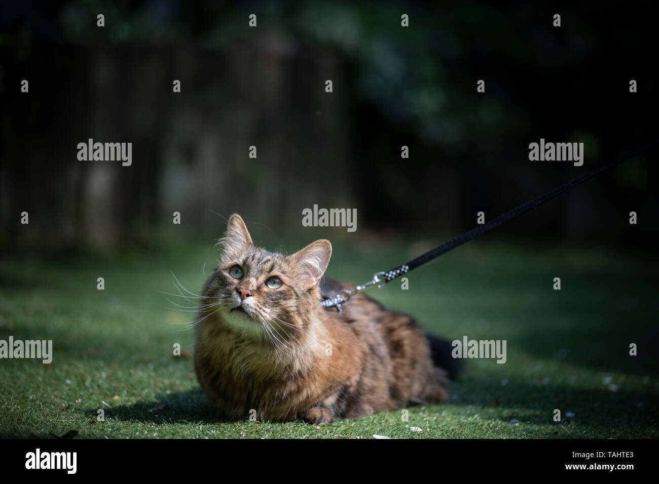 Un munchkin cat en laisse est pris pour une promenade à l'extérieur par son propriétaire Banque D'Images