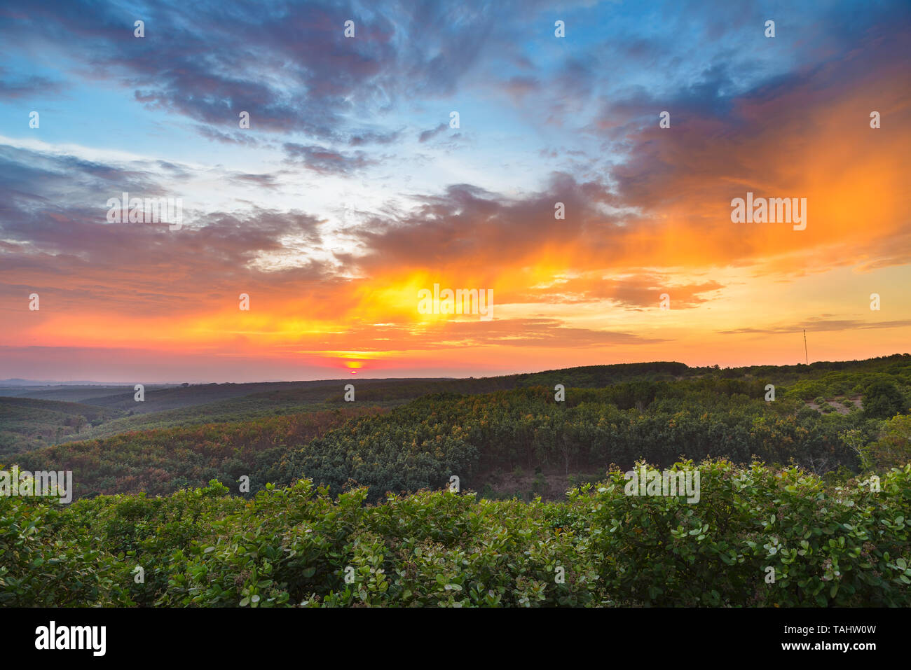 Coucher de soleil sur les anacardiers en caoutchouc des plantations industrielles à Banlung, Ratanakiri, au Cambodge Banque D'Images Coucher de soleil sur les anacardiers en caoutchouc des plantations industrielles à Banlung, Ratanakiri, au Cambodge Banque D'Images