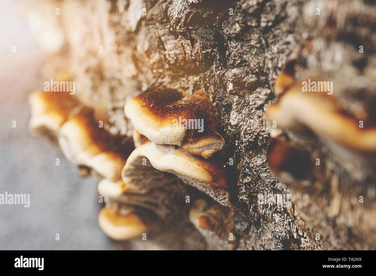 Champignons ou champignon sur un arbre. Close up Banque D'Images