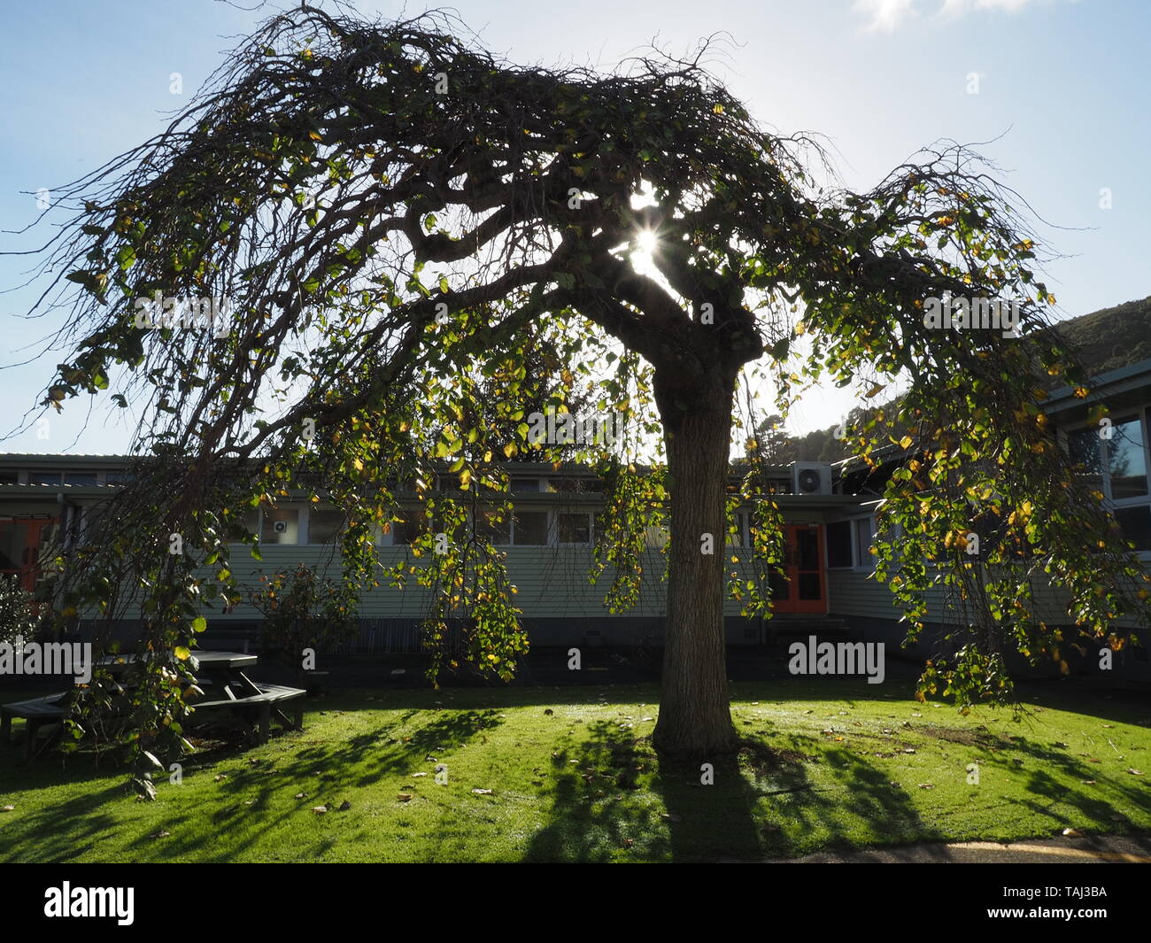Une orme montagnard écossais (ELM) à la fin de l'automne, dans une cour intérieure d'un bâtiment de l'école des années 40, avec un soleil bas par tir Banque D'Images