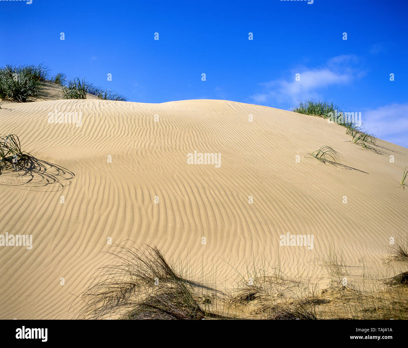 Te Paki dunes de sable géantes, Te Paki, du cap Reinga, Northland, North Island, New Zealand Banque D'Images