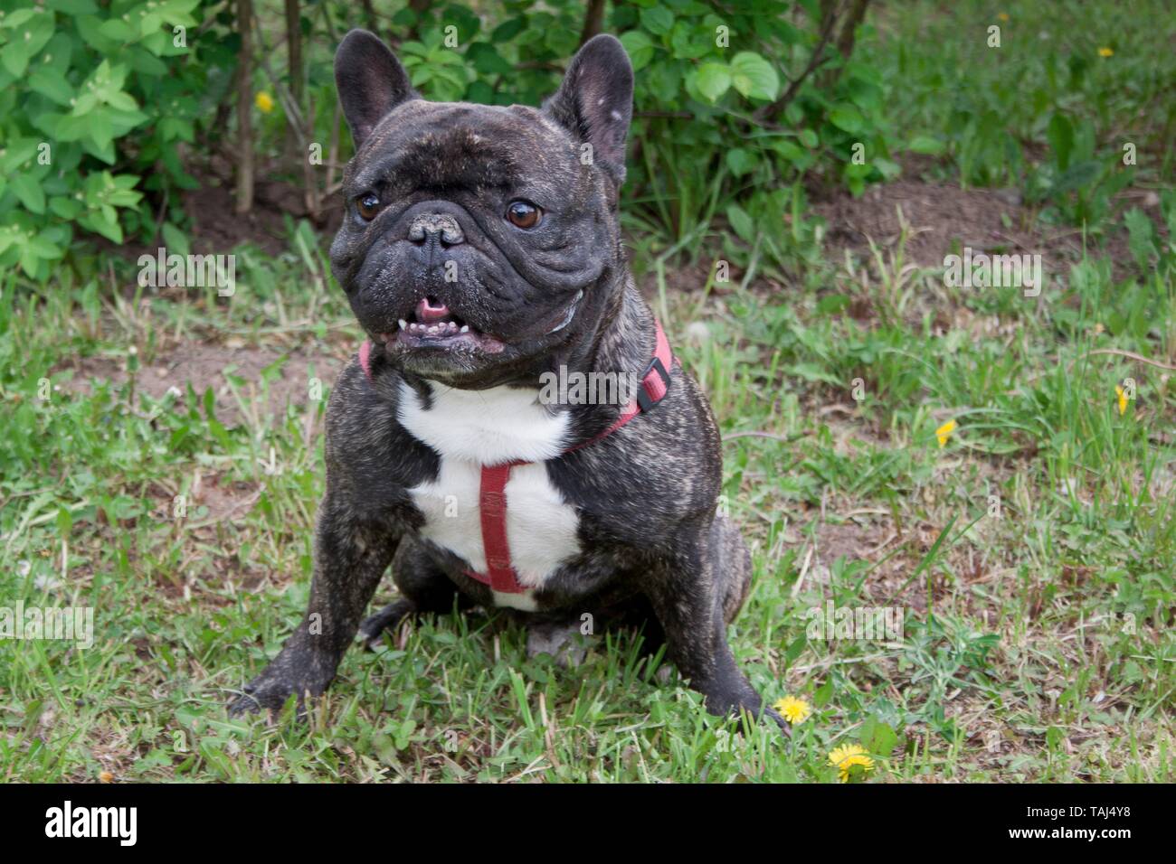 Bouledogue Francais Bringe Banque D Image Et Photos Alamy Bouledogue Francais Bringe Banque D Image Et Photos Alamy