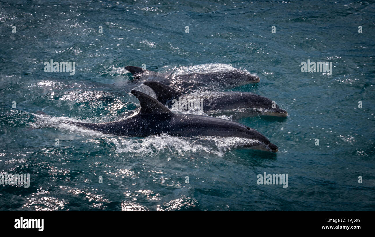 Trois Dauphins communs (Delphinus capensis) le saut et la natation Banque D'Images