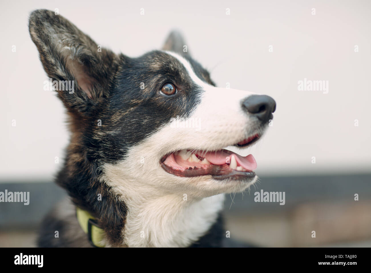 Welsh Corgi Cardigan puppy dog Banque D'Images