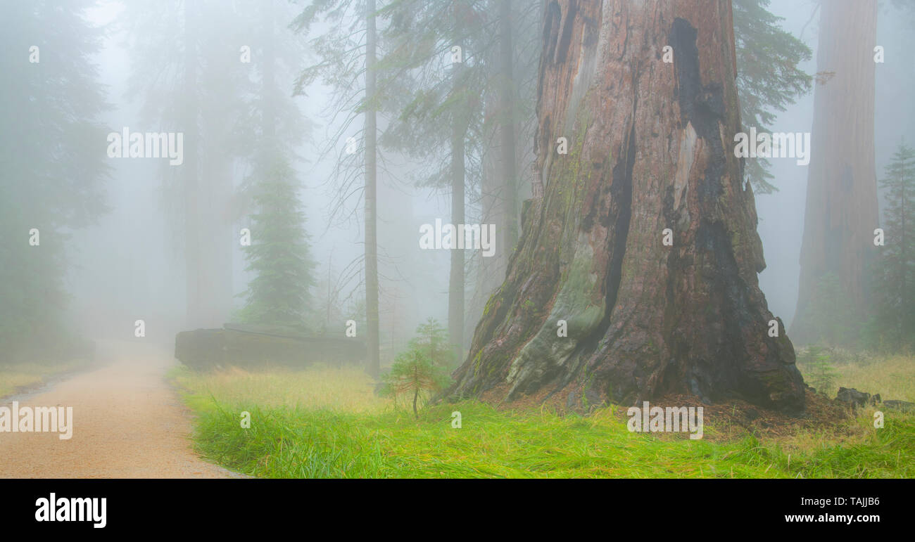 Les arbres Séquoia (Sequoiadendron giganteum), Mariposa Grove, Yosemite NP, California, USA, par Bill Lea/Dembinsky Assoc Photo Banque D'Images