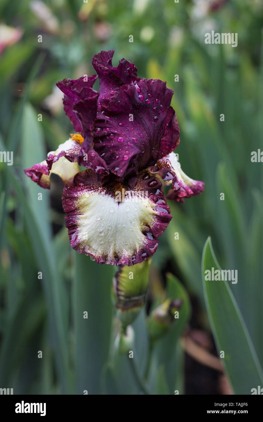 Iris 'Class' à Schreiner's Iris Gardens à Salem, Oregon, USA. Banque D'Images