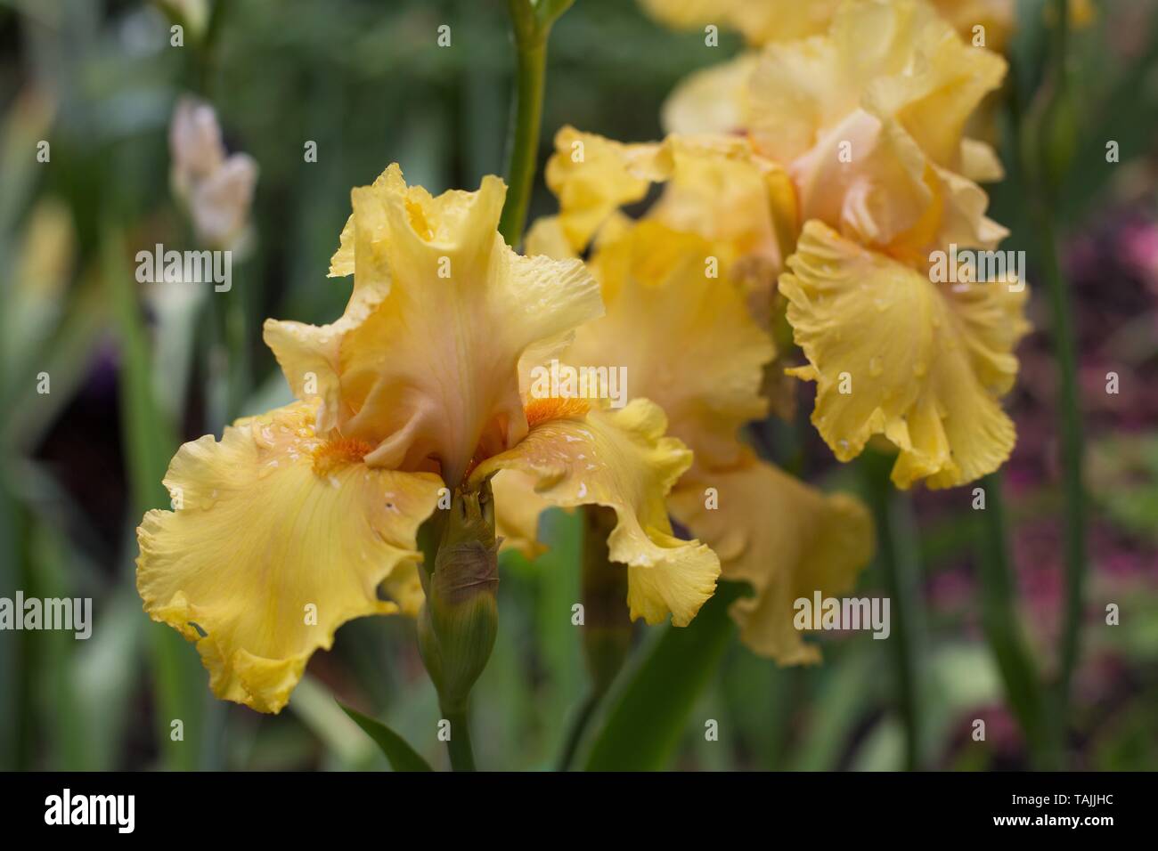 Iris 'Abbondanza' à Schreiner's Iris Gardens à Salem, Oregon, USA. Banque D'Images
