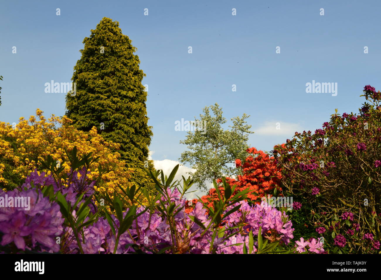 Vicarage Garden Hill dans l'interface IDE, Kent, sur une belle après-midi peut-être. Azalées, rhododendrons et Cypress. Hill Ide est l'église la plus haute de Kent l'église. Banque D'Images