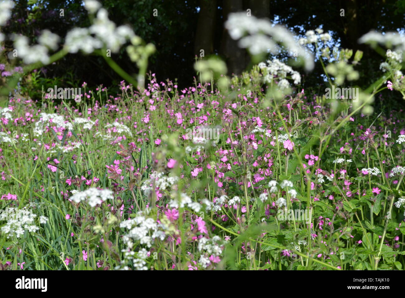 Fleurs sauvages, surtout cow parsley et Campion, Ide à Hill, Kent, mi mai. Banque D'Images