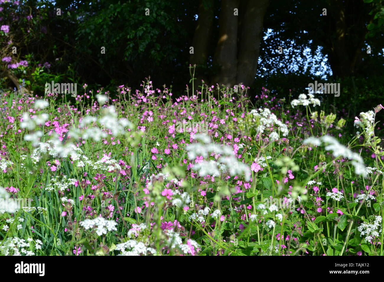 Fleurs sauvages, surtout cow parsley et Campion, Ide à Hill, Kent, mi mai. Banque D'Images