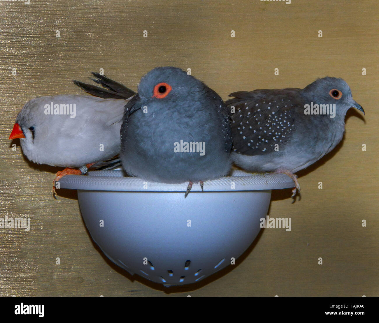 Colombes diamants Banque D'Images