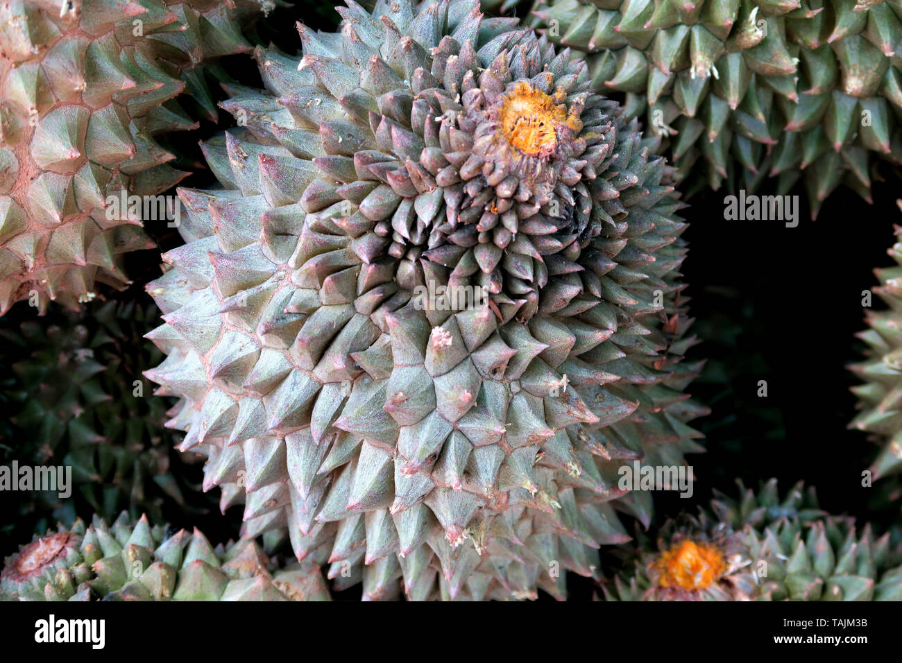 Durian à vendre, région de Khlong Tan,Bangkok, Thaïlande Banque D'Images
