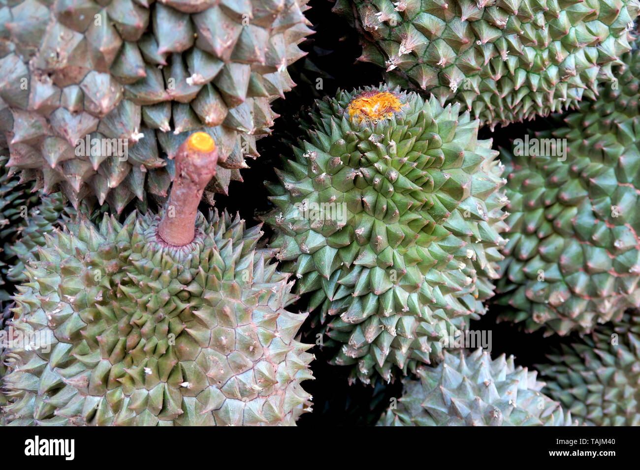 Durian à vendre, région de Khlong Tan,Bangkok, Thaïlande Banque D'Images