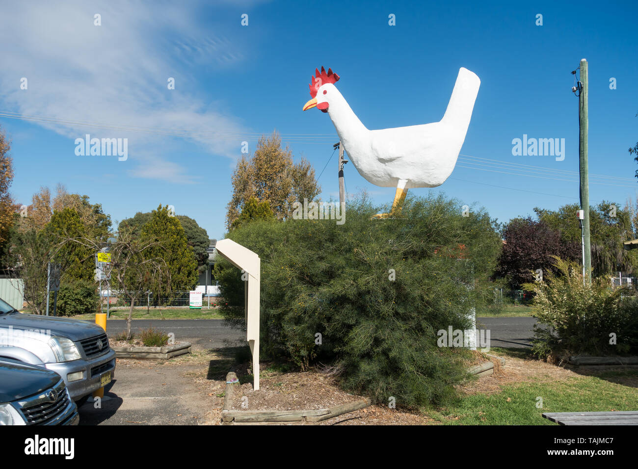 La grande poulette à Moonbi NSW Australie. Banque D'Images
