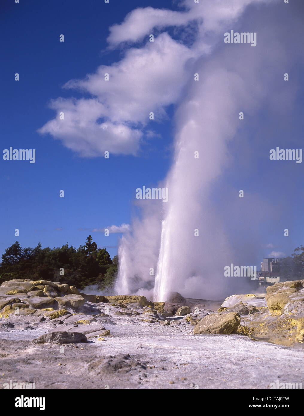 Les plumes du prince de Galles, l'éruption du geyser vallée thermique Te Puia, Rotorua, Bay of Plenty, North Island, New Zealand Banque D'Images