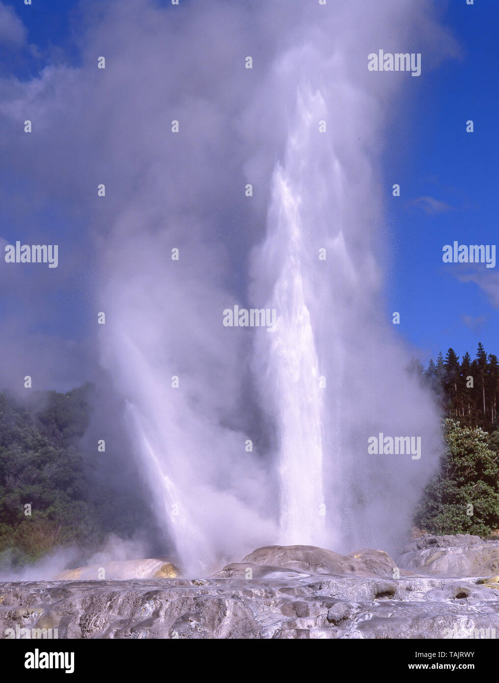 Les plumes du prince de Galles, l'éruption du geyser vallée thermique Te Puia, Rotorua, Bay of Plenty, North Island, New Zealand Banque D'Images