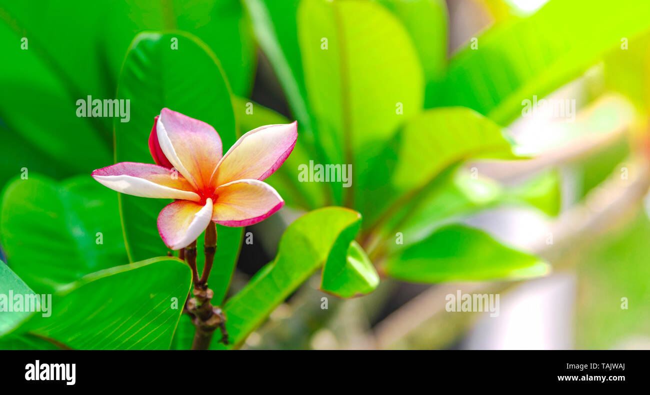 Frangipani spa fleurs utilisées dans les magasins dans l'arrière-plan flou  pour style, une bannière ou une carte et le paysage de printemps printemps  coloré fleurs Leelawadee Photo Stock - Alamy