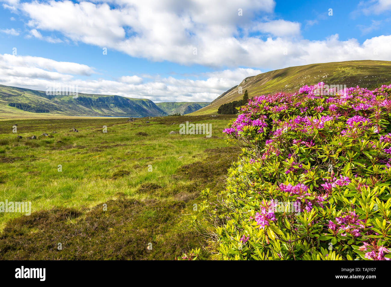 Fleurs d'été au Parc National de Cairngorms, en Écosse Banque D'Images