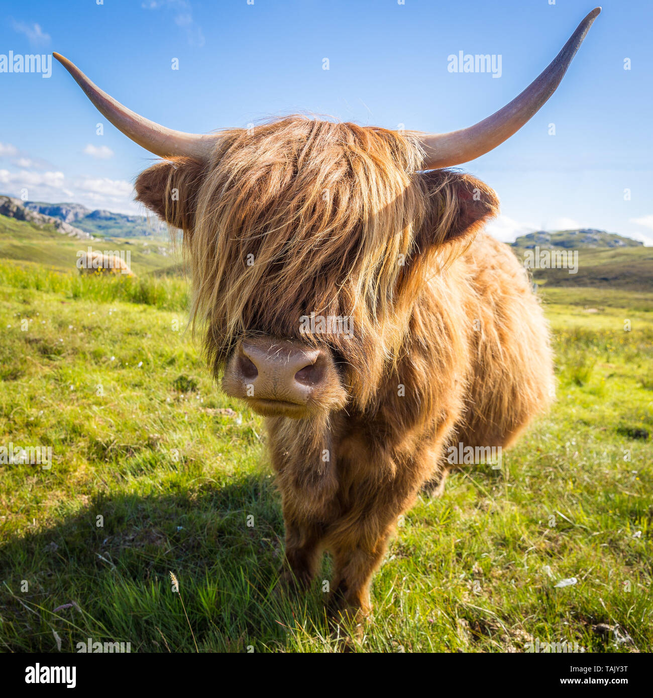 Scottish Highland taureau avec de longs cheveux covering face Banque D'Images