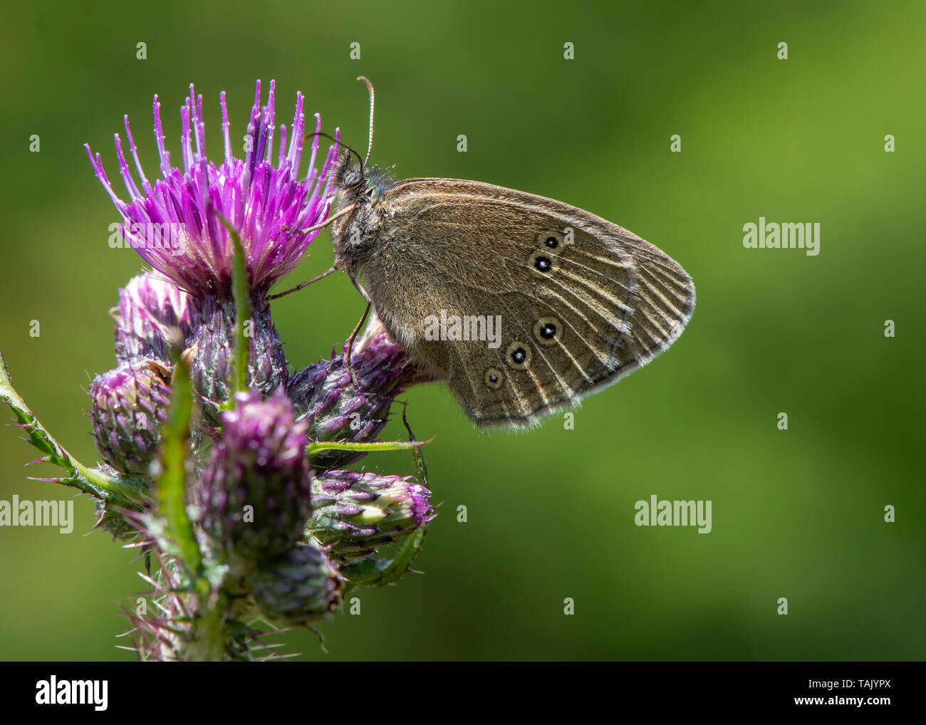 Sur un papillon : thistle, Dumfries, Dumfries et Galloway, Écosse S W Banque D'Images