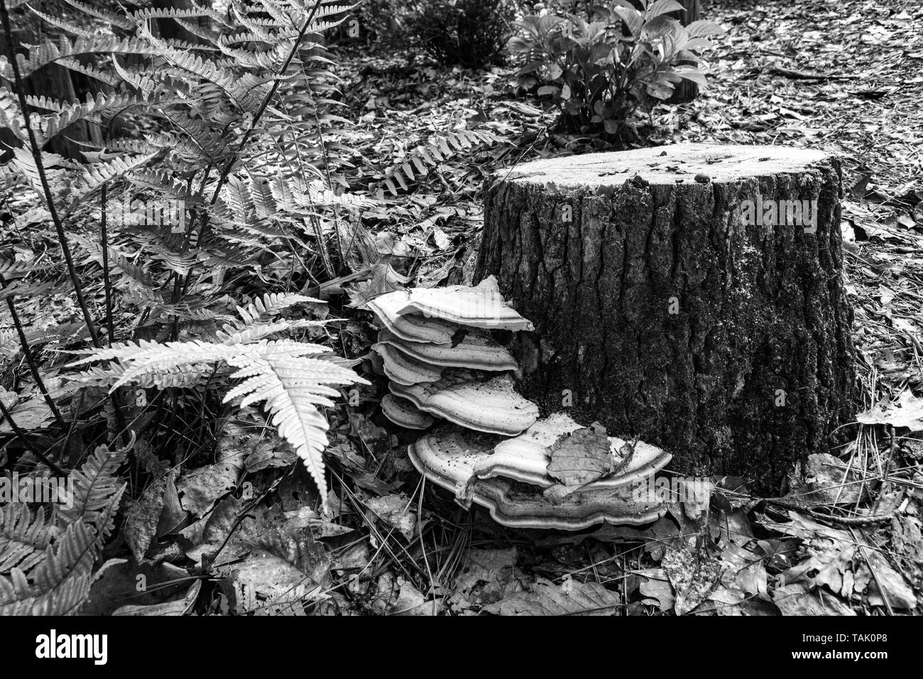 Image en noir et blanc d'une souche d'arbre avec des champignons (Ganoderma applanatum) croissant sur sa base. Banque D'Images