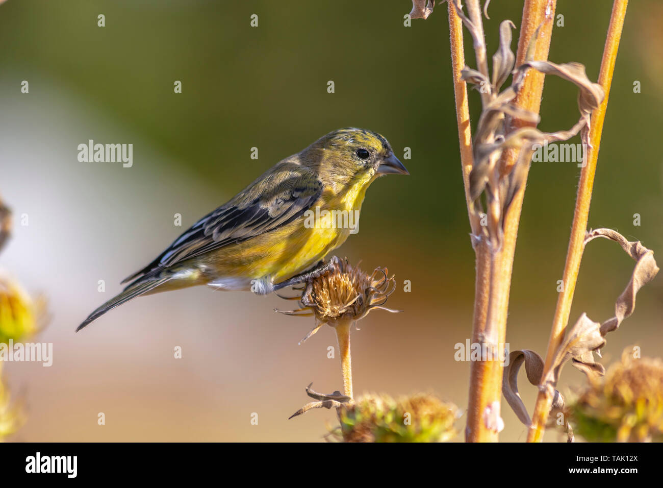 Small Feather Yellow Black White Photos Small Feather