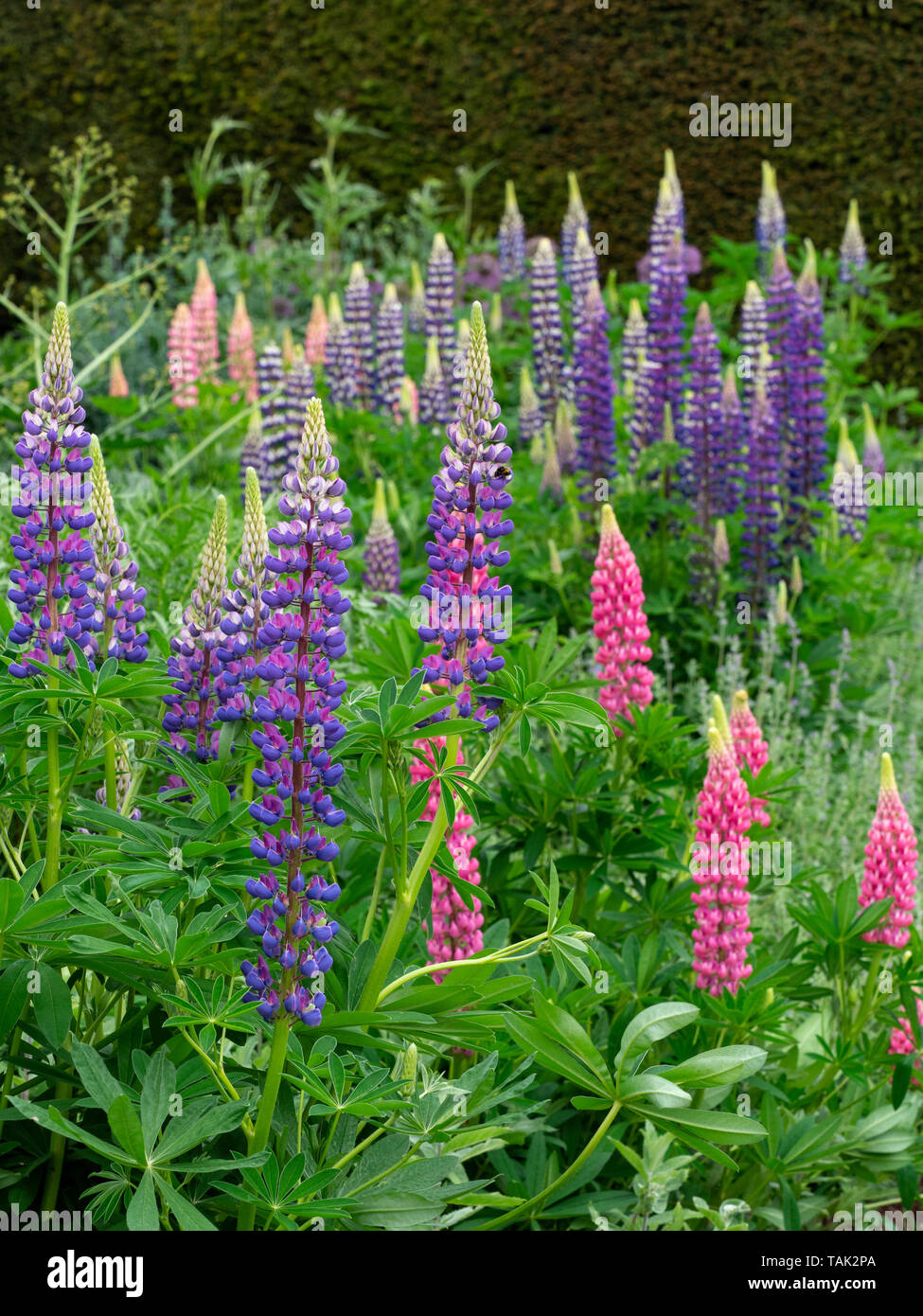 Lupins de plus en plus des frontières herbacées Juin Jardin Norfolk Banque D'Images
