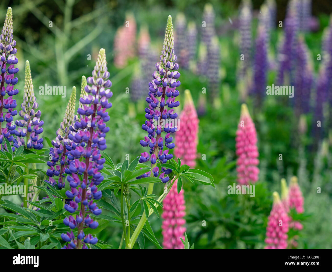 Lupins de plus en plus des frontières herbacées Juin Jardin Norfolk Banque D'Images