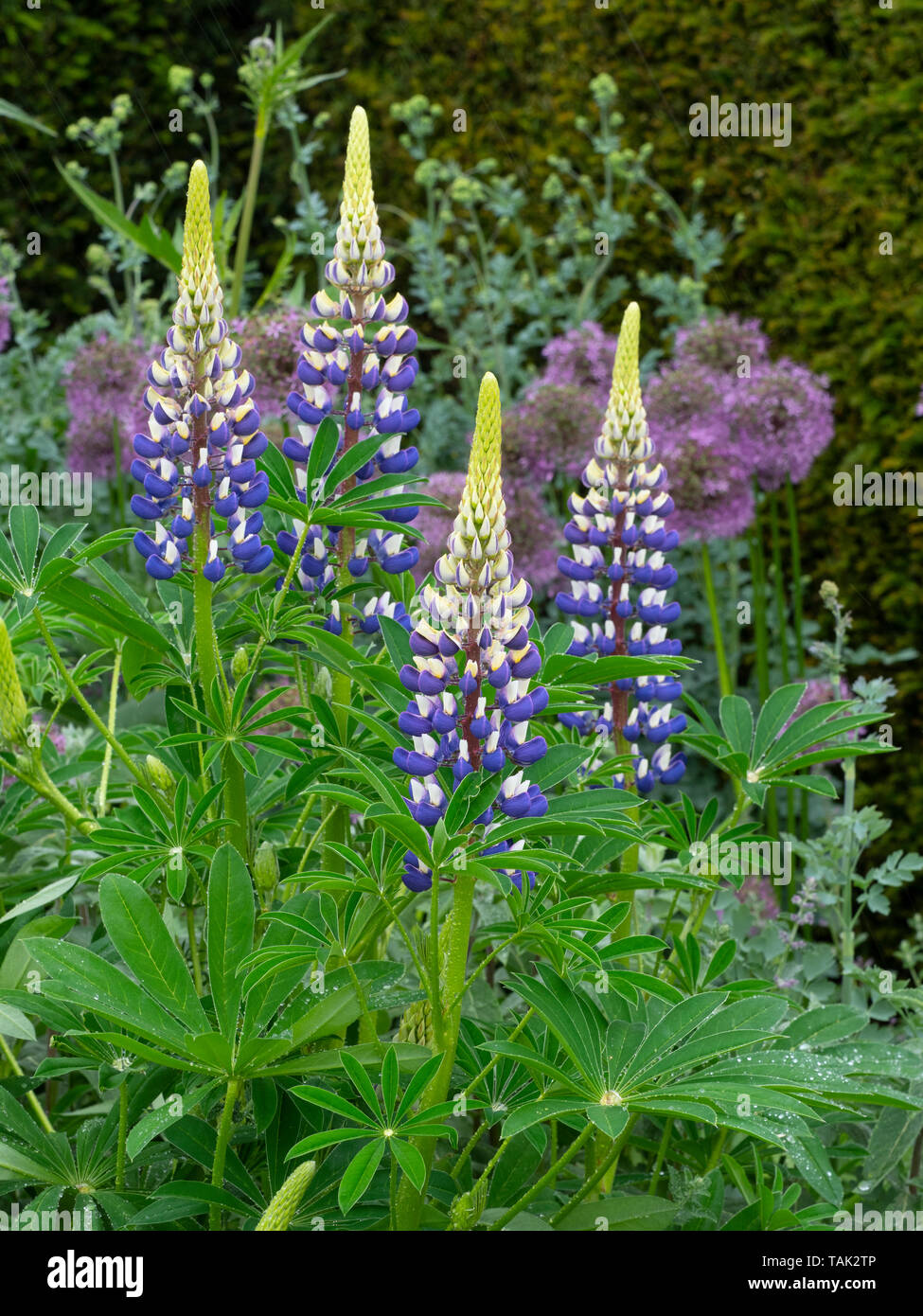 Lupins de plus en plus des frontières herbacées Juin Jardin Norfolk Banque D'Images
