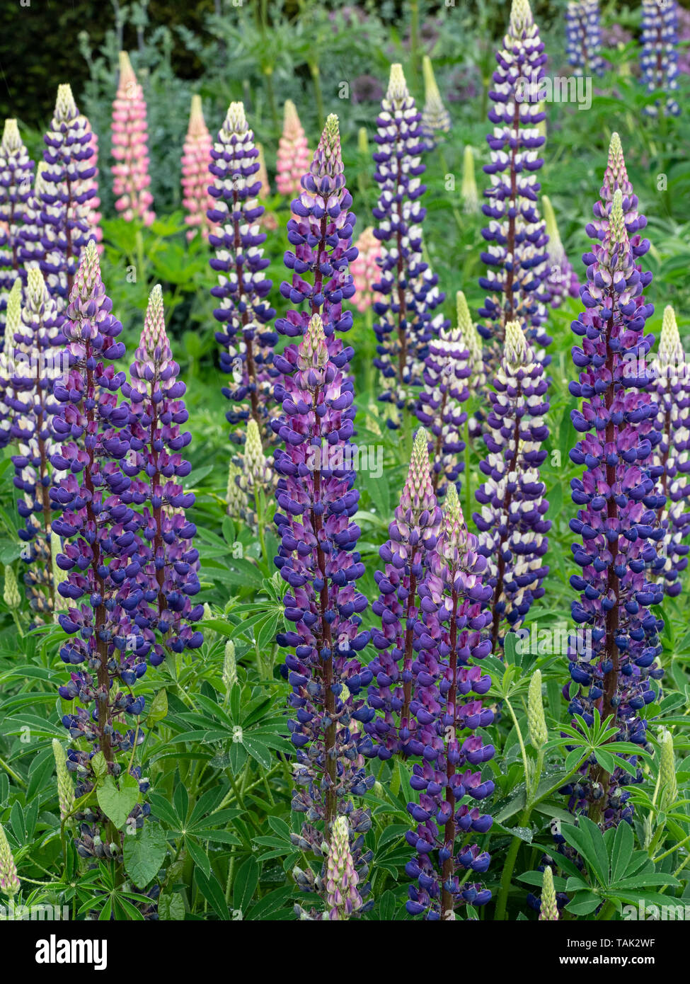 Lupins de plus en plus des frontières herbacées Juin Jardin Norfolk Banque D'Images