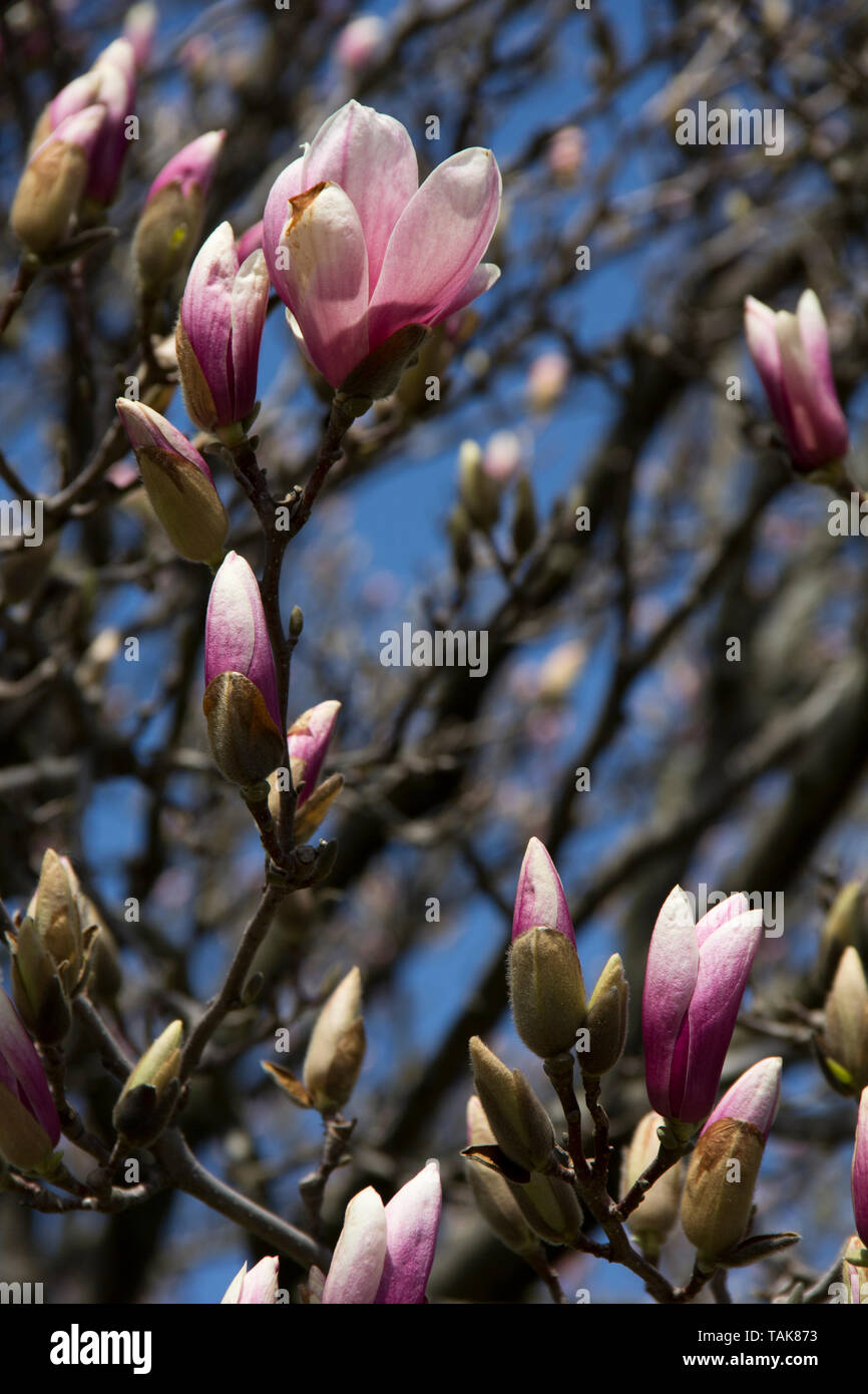 Les bourgeons sur un arbre Magnolia Banque D'Images