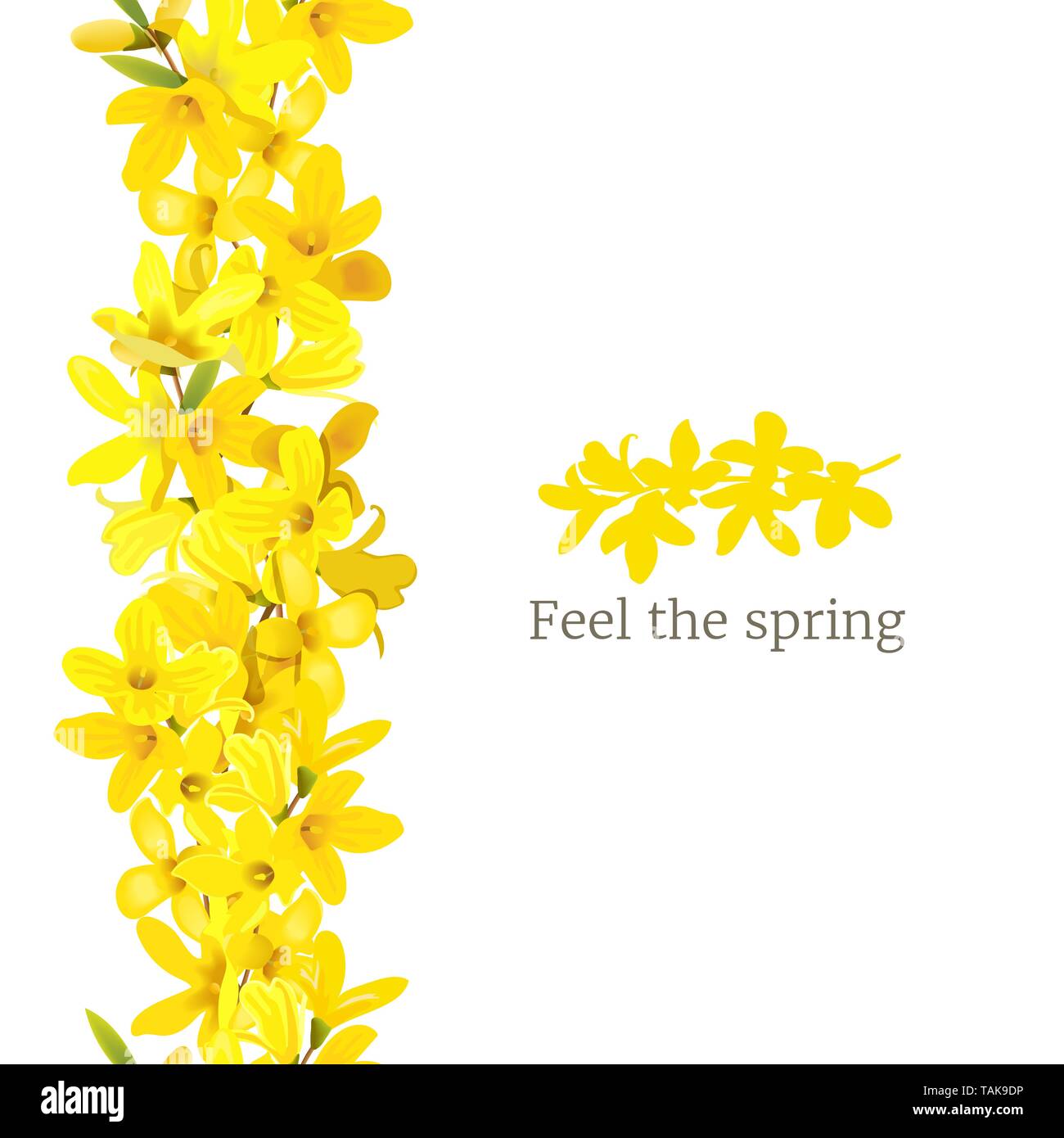 Forsythia suspensa bordure gauche du châssis. Modèle de carte. Sentir le printemps. l'épanouissement jaune printemps arbre. Golden Bell, fleurs de la boxe. Vector illustration. Illustration de Vecteur