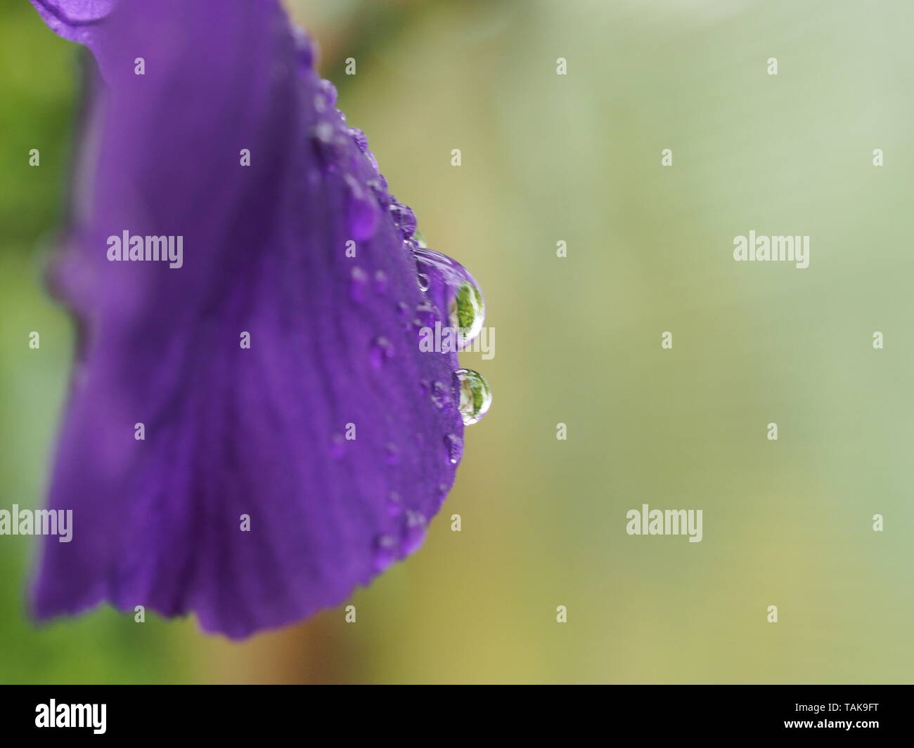 Pétales de fleurs de mauve recouverte de gouttes d'eau. Après la pluie ou d'arrosage. Mode Macro. Banque D'Images