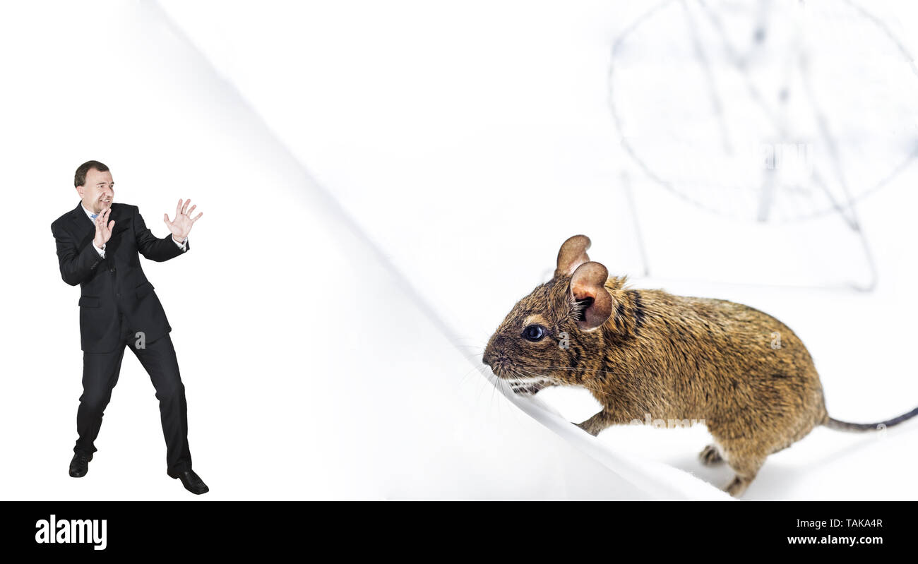 Scared Rat Banque D Image Et Photos Alamy Scared Rat Banque D Image Et Photos Alamy