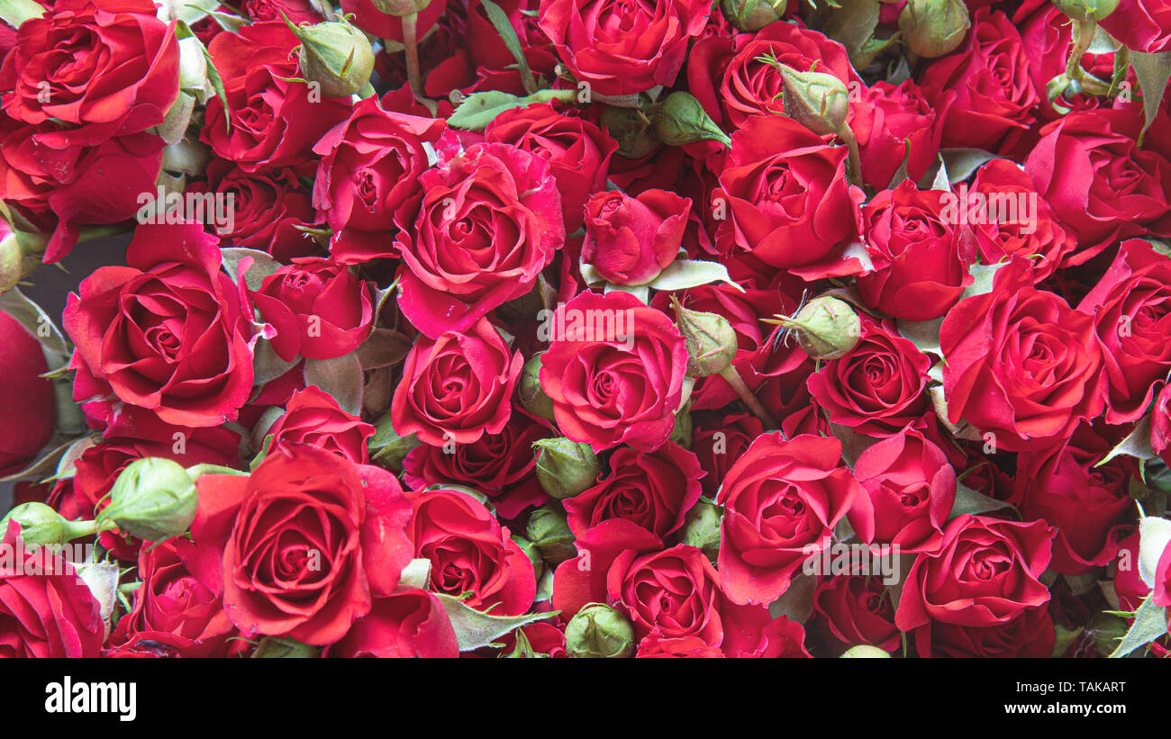 Arrière-plan de roses rouges naturelles Banque D'Images