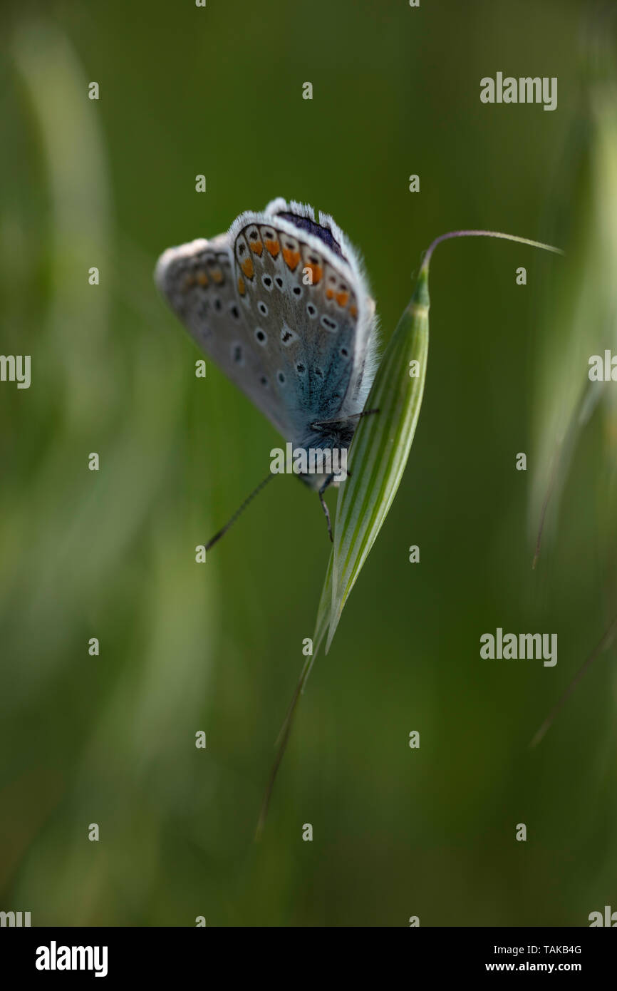 Polyommatus de papillon bleu commun de mâle coloré Banque D'Images