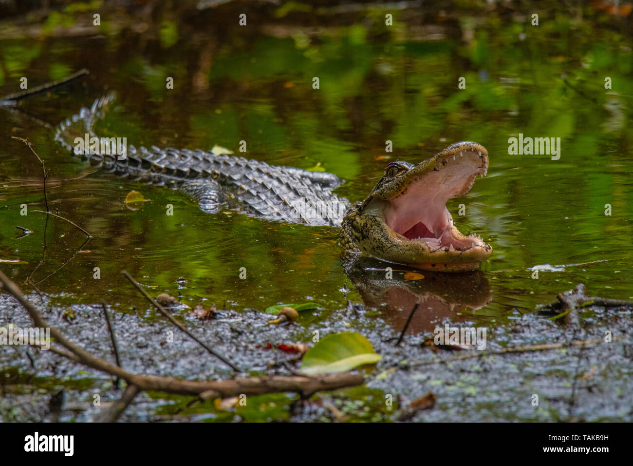 Dans le marais d'alligator Banque D'Images