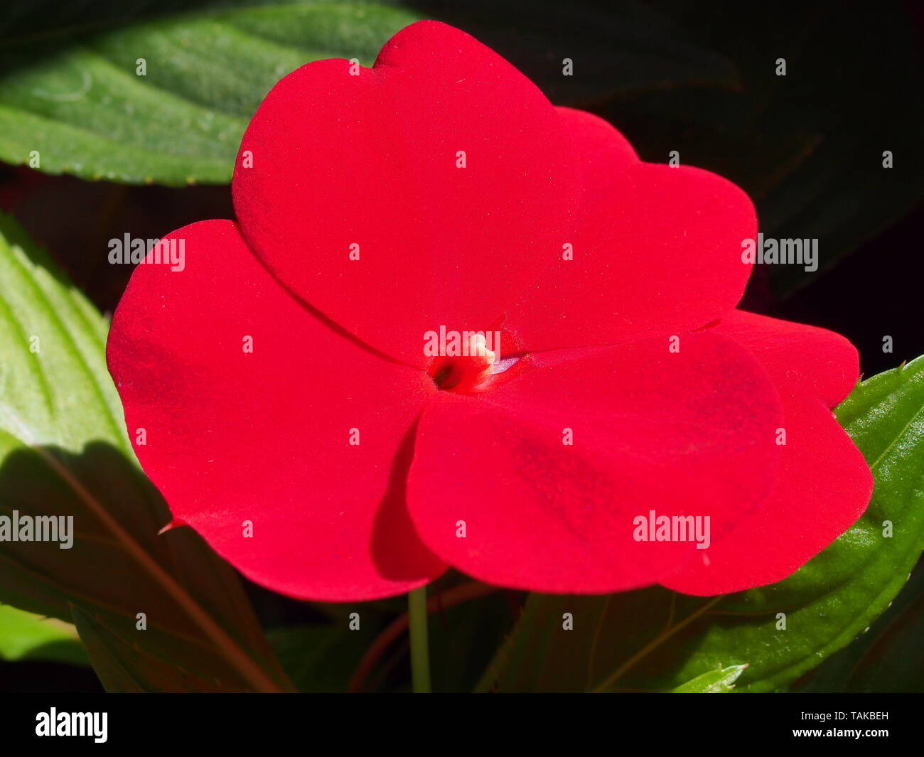 Les boutons de fleurs rouges de la baume. La floriculture. Mode Macro. Banque D'Images