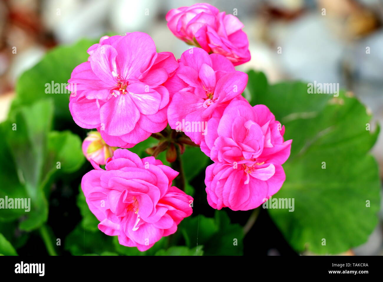 Géranium, ou Pelargonium est un genre de plantes à fleurs, plantes vivaces, plantes grasses, et d'arbustes, connu sous le nom de géranium, pélargonium, ou storksbills Banque D'Images