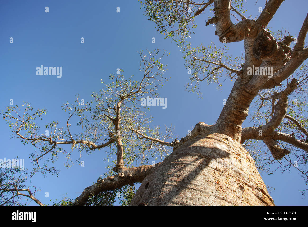 À la recherche de vieux baobab, tronc et branches avec ciel bleu clair en arrière-plan. Banque D'Images
